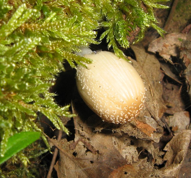 Ancora da Le Piastre (PT)